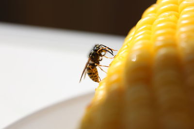 Close-up of wasp on sweetcorn