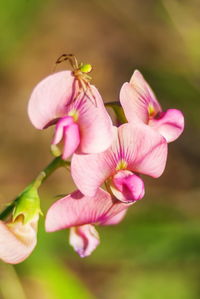 Close-up of pink flowering plant