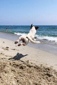 View of a dog on beach