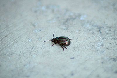 Close-up of insect