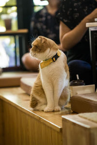 Cat sitting on table at home