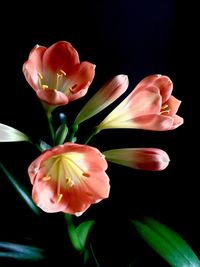 Close-up of flower blooming against black background