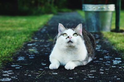 Cat sitting on footpath at park