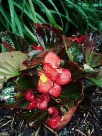 Close-up of water drops on red flowering plant