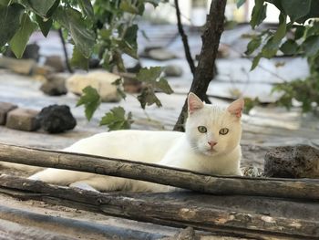 Portrait of cat sitting outdoors