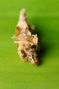 Close-up of bee on leaf