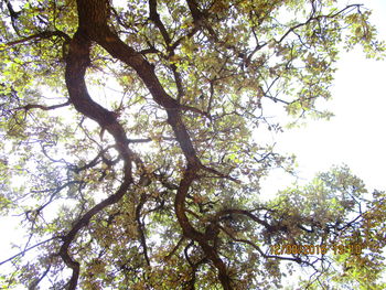 Low angle view of flowering tree against sky