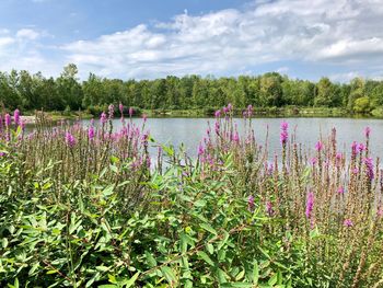 Pink flowering plants by lake against sky