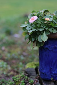 Close-up of flowering plant