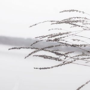 Close-up of plant against sky