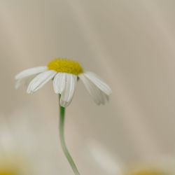 Close-up of yellow flower blooming outdoors