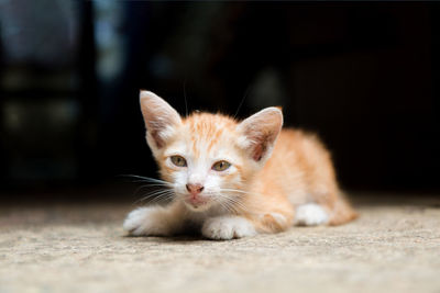 Portrait of kitten on carpet