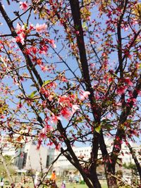 Pink flowers on tree