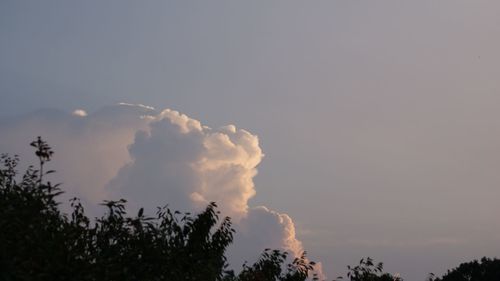 Low angle view of trees against sky during sunset