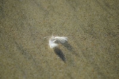 High angle view of cat on sand