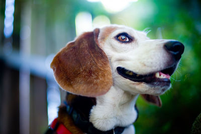 Close-up portrait of dog