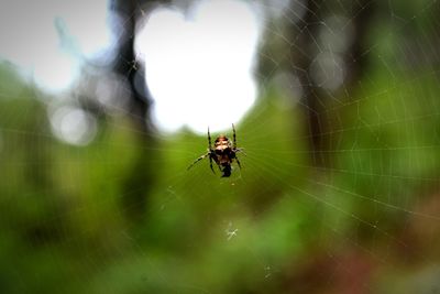 Close-up of spider on web