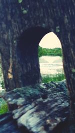 Close-up of tree trunk in forest