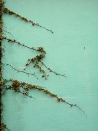 Close-up of ivy growing on wall