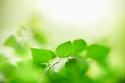 Close-up of green leaves