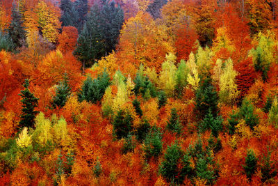 Autumn leaves on tree