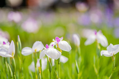 Close-up of purple flowering plant on field