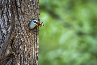 Bird perching on tree trunk