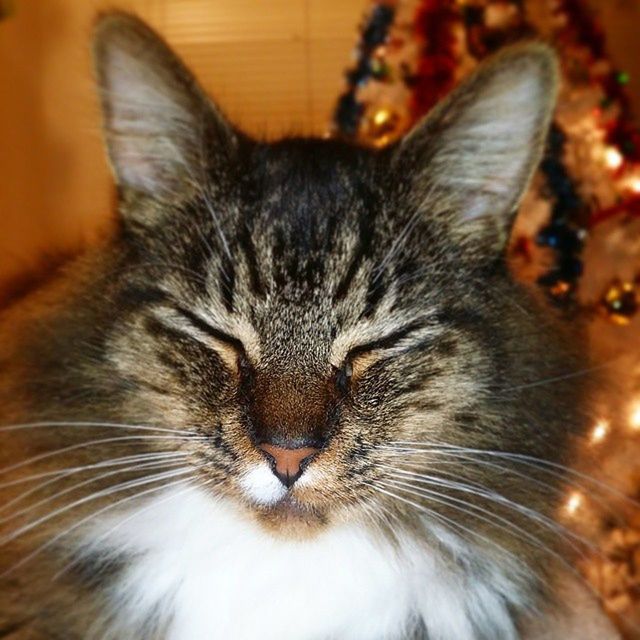 domestic cat, pets, cat, domestic animals, one animal, animal themes, feline, mammal, whisker, indoors, close-up, animal head, focus on foreground, relaxation, animal body part, portrait, looking at camera, selective focus, no people