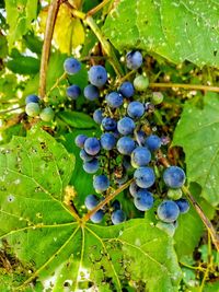 Close-up of grapes growing in vineyard