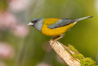 Close-up of bird perching on a branch