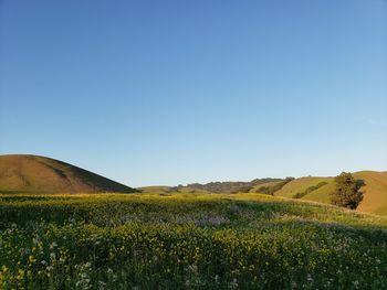 Scenic view of field against clear blue sky