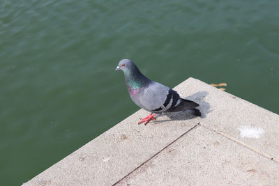 High angle view of pigeon perching on retaining wall