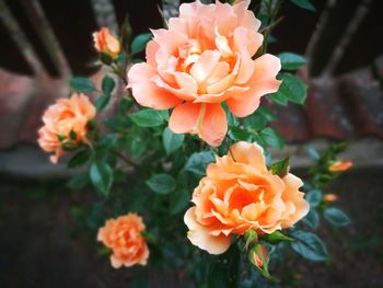 Close-up of orange flowers blooming outdoors