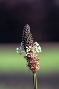plant