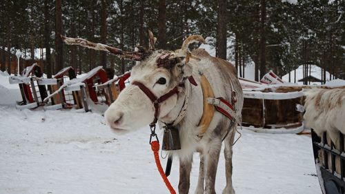 Horse cart on snow covered land