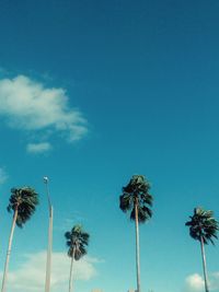 Low angle view of palm trees against blue sky