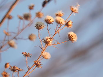 Close-up of flowers against the sky