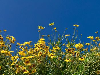 Close-up of yellow flowers against clear blue sky