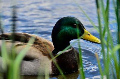 Close-up of mallard duck swimming on lake