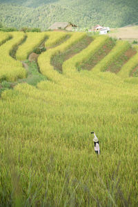 Scenic view of rice field