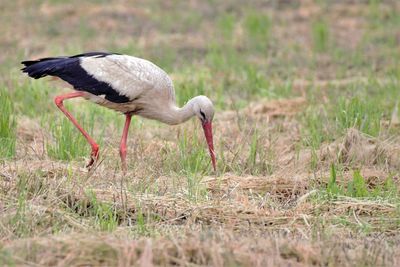 Side view of a bird on field