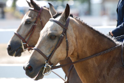 Twin pair of roan horses under saddle that look like twins.