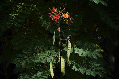 Close-up of red flowering plant