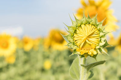 Close-up of yellow flowering plant on field