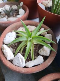 High angle view of succulent plant in pot