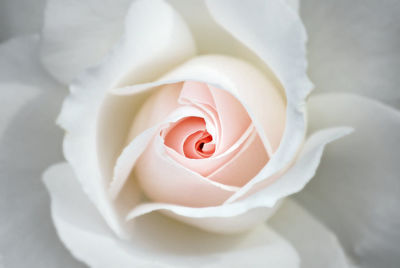 Close-up of white rose