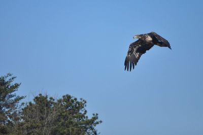 Low angle view of eagle flying against clear sky