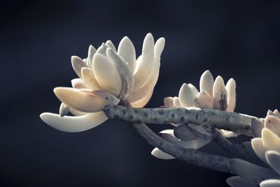 Close-up of white flowering plant against black background