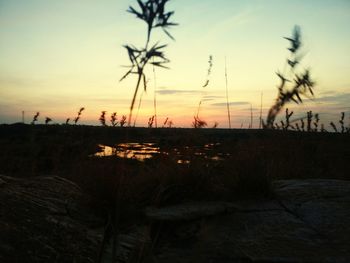 Silhouette plants on land against sky at sunset