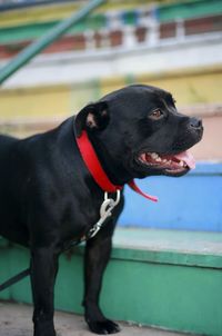 Close-up of a dog looking away